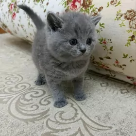 шотландские прямоушки