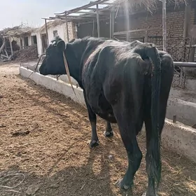 Çorny piýostyr bogaz sygyr