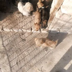 отдам в добрые руки