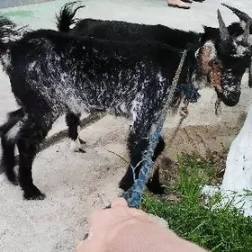 elin bakylan çebişler