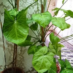 ой  гуллери