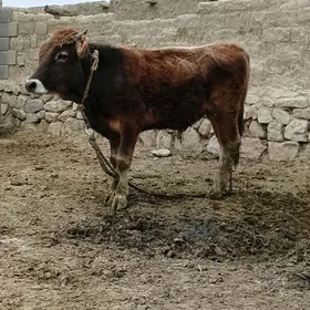 bakylan tuwe şwes ökuz