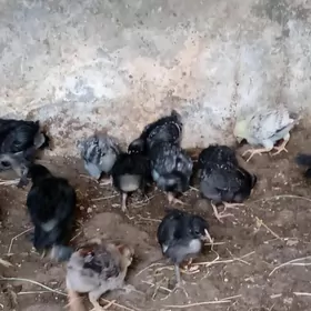 ataks daminant balgar juyjeler