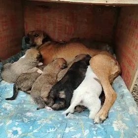 Щенки в добрые руки