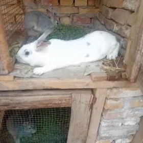 welikan tovsan bogaz