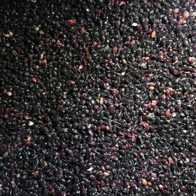 Tohum gara jowen sudanka