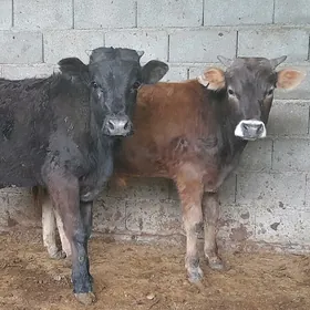 ÖKIZ 2 SANY ARASA ŞIWES