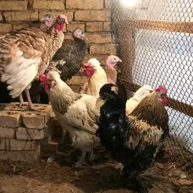 Brama horaz we induk