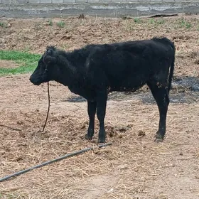 Çorny pyÿostyr Tuwe