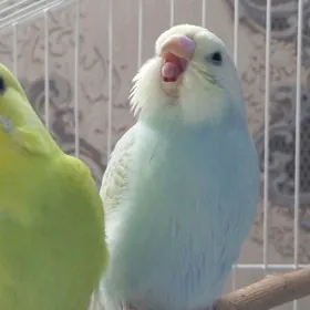 волнистые попугаи