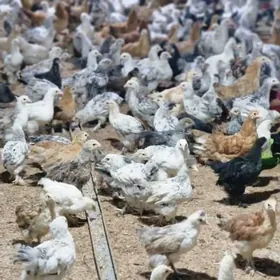 Balgar turkmen towuk juyjeler