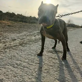 каникорский питбул