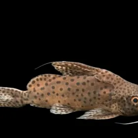 Сомик перевертыш