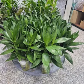 бамбук лотос