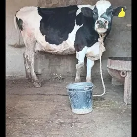 semental galesteyin sygyr