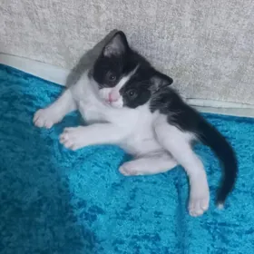 ОТДАМ КОТЕНКА В ДОБРЫЕ РУКИ