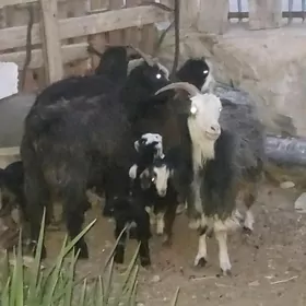 овлаклы гечи