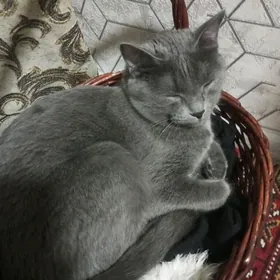 шатланский кто