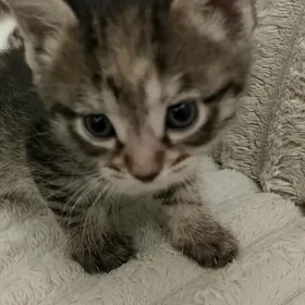 КОТЯТА ДОМАШНИЕ