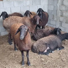 gisar agyr bogoz goyunlar