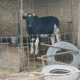 ÇORNY PIÝOSDYR OKUZ