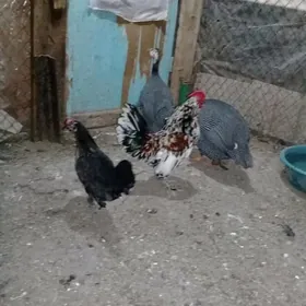 yaponçik we sezarka