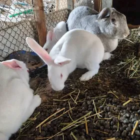 Товшан.Великан.