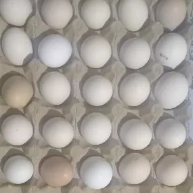 Ýumurtga balgar towuk