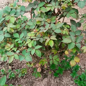 рассада цветов