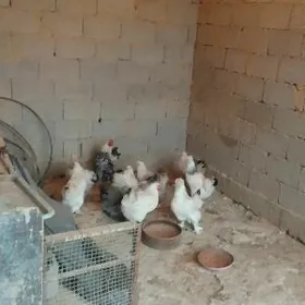 brama towuk yumurtgasy