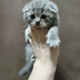 Котята шотландской породы