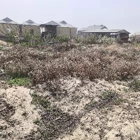 Sakarçäge boş ýer galdyrlan