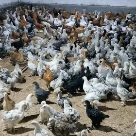 Balgar we türkmen juýjeler