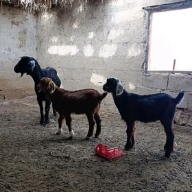 PAKISTAN EKIZ OWLAKLY GEÇI