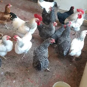 Towuk dominat  ýumurtgasa bar