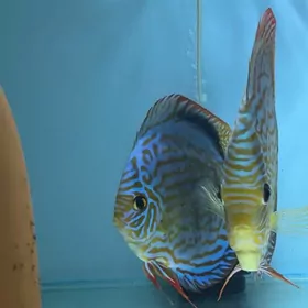 дискусы малышы 3см