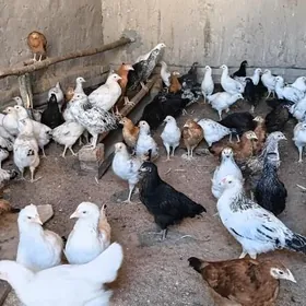 Juje 3 aylyk witaminler berlen