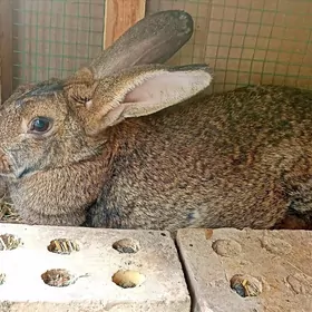 Bogaz polwelikan togşan