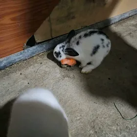 pol welikan cagalary