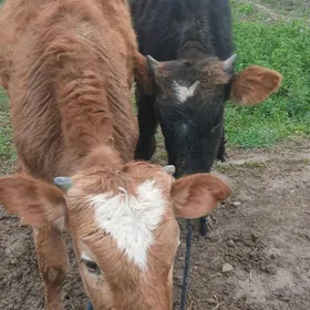 Şwes öküz we tüwe