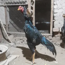 БАЕЦ  ХОРАЗ