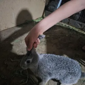 welikan towsan cagal