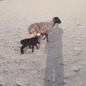 guzyly goýun.owlakly çebiş