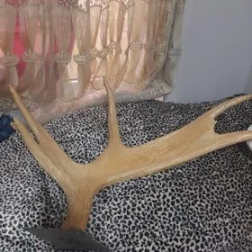 Оленье рога Keyik şah