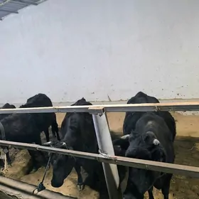 голели сыгырлар