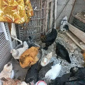 Horoz towuk balgar ,,brama ,,