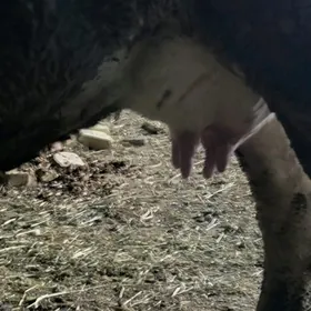 голели сыгыр