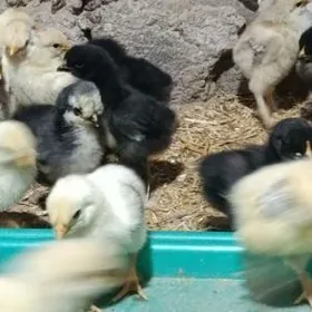 jüje çykaryarys inkubatorda