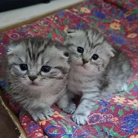 Шотландские вислоухие котята