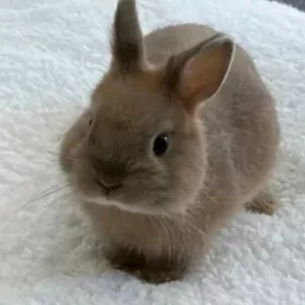 MINI TOWŞAN LOTOK BILYA ZAT BL